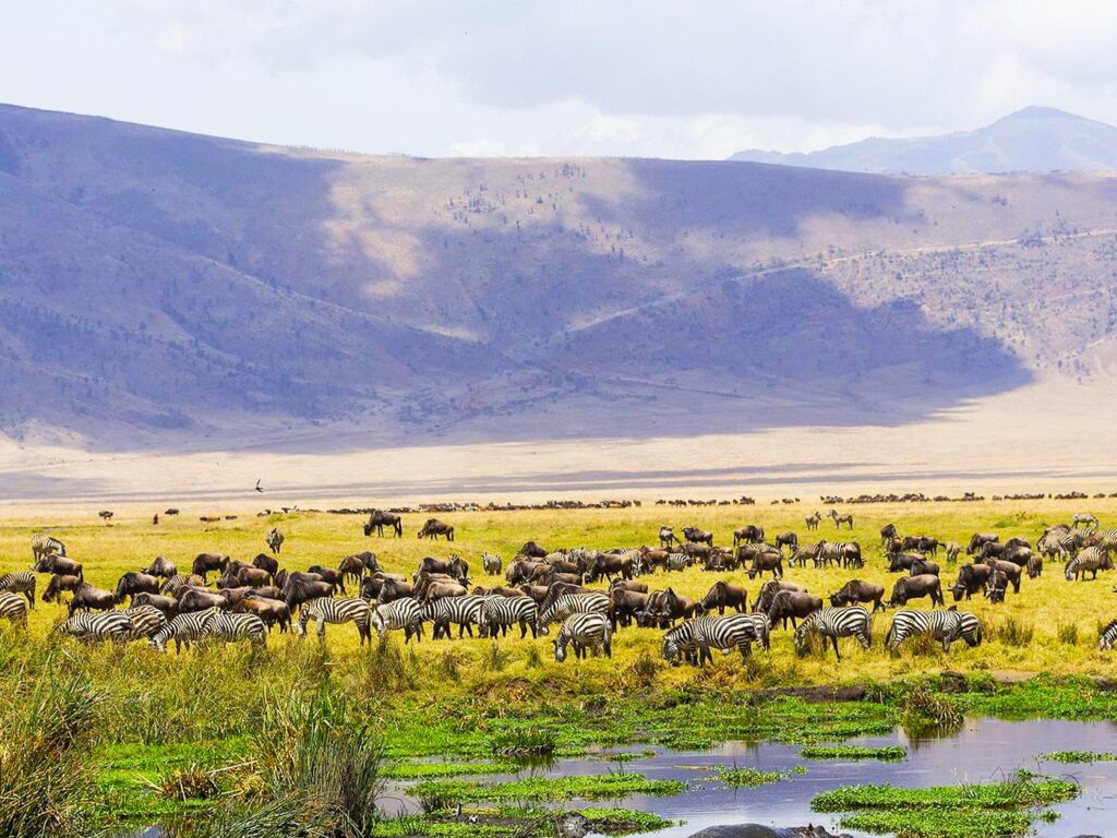 cratere-ngorongoro-zebre-bufali-tomodachi-tours-safaris-tanzania-africa