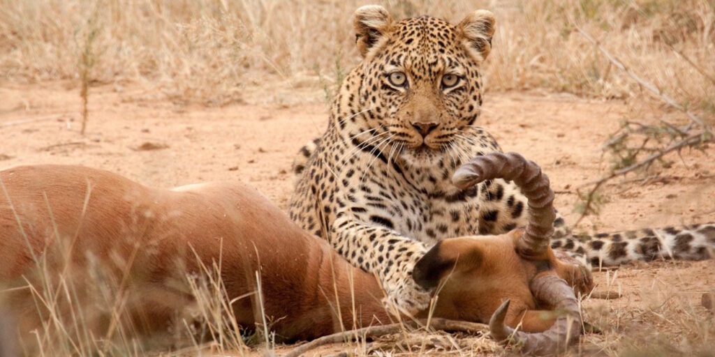 3-day-camping-tanzania-leopard