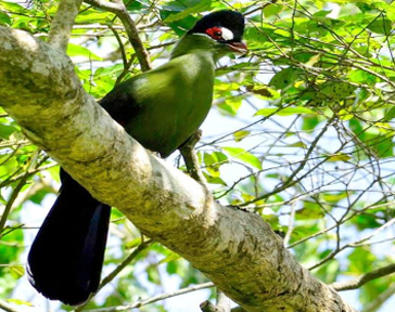 Turaco endemic to East Africa